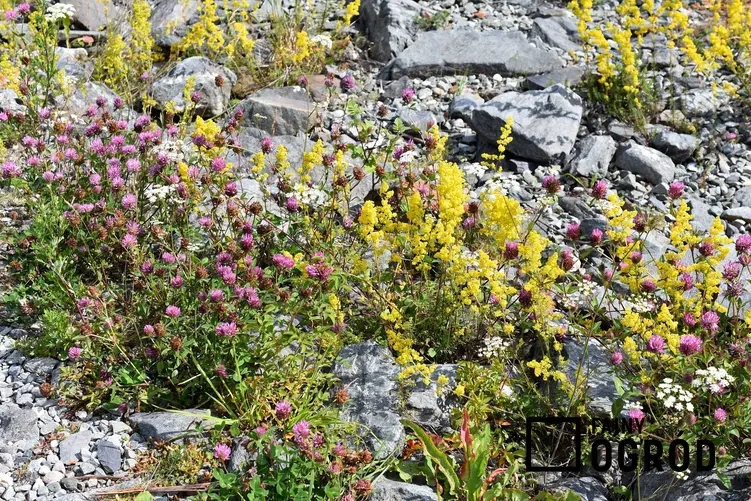 Śnieżyca wiosenna w ogrodzie skalnym, a także 8 najbardziej lubianych roślin wiosennych w Polsce, popularne gatunki kwiatów