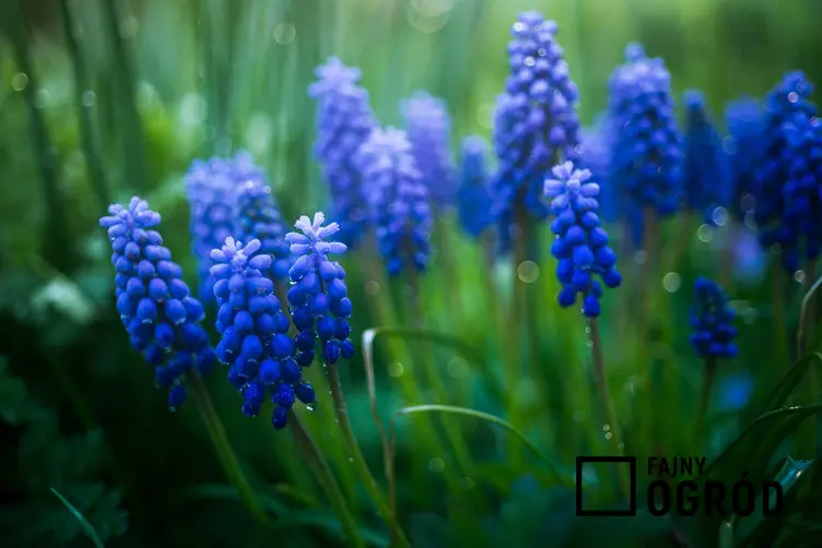 Szafirki o niebieskich kwiatach w ogrodzie, a także TOP8 najbardziej lubianych kwiatów wiosennych oraz roślin kwitnących w Polsce