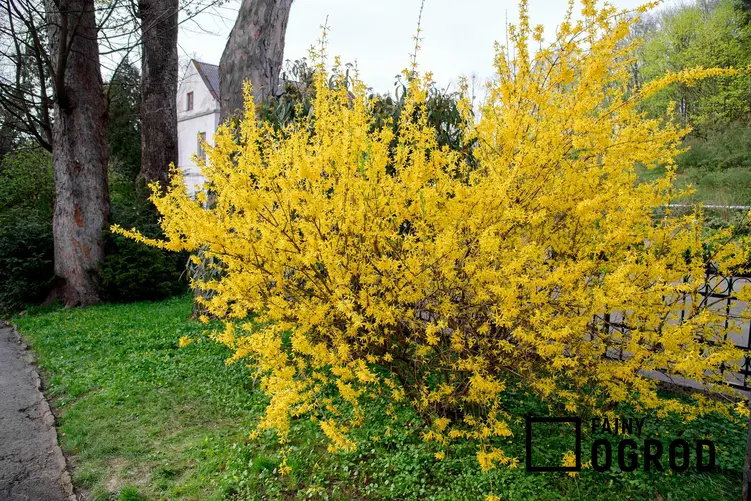 Forsycja w ogrodzie, a także najbardziej lubiane kwiaty wiosenne w Polsce oraz najlepsze rośliny kwitnące wczesną wiosną