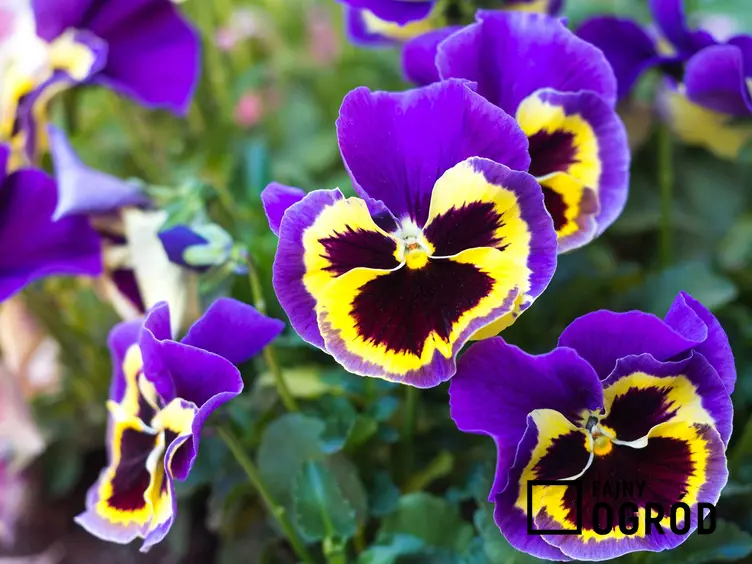 Bratki o fioletowo-żółtych płatkach rosnące w ogrodzie, a także TOP 10 najlepszych kwiatów do ogrodu