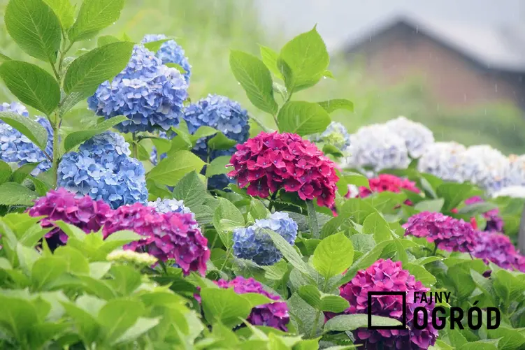 Hortensja ogrodowa, czyli krzew idealny w ogrodzie, a także TOP 10 najlepszych kwiatów ogrodowych