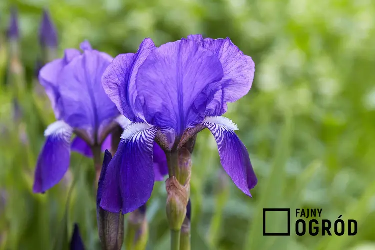 Irys, czyli kosaciec o fioletowych kwiatach rosnący w ogrodzie, a także TOP 10 najlepszych kwiatów ogrodowych