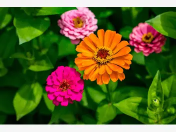 Ilustracja artykułu najlepsze kwiaty ogrodowe - te 10 kwiatów skradnie wasze serca
