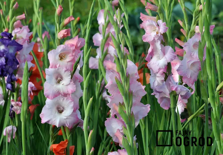 Biało-różowe mieczyki rosnące w ogrodzie, a także TOP 10 najlepszych kwiatów sadzonych w ogrodzie