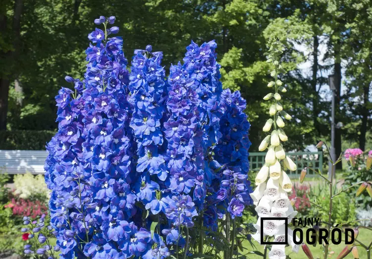 Ostróżka o niebieskich kwiatach rosnąca obok dzwonków karpackich, a także TOP 10 najlepszych kwiatów ogrodowych