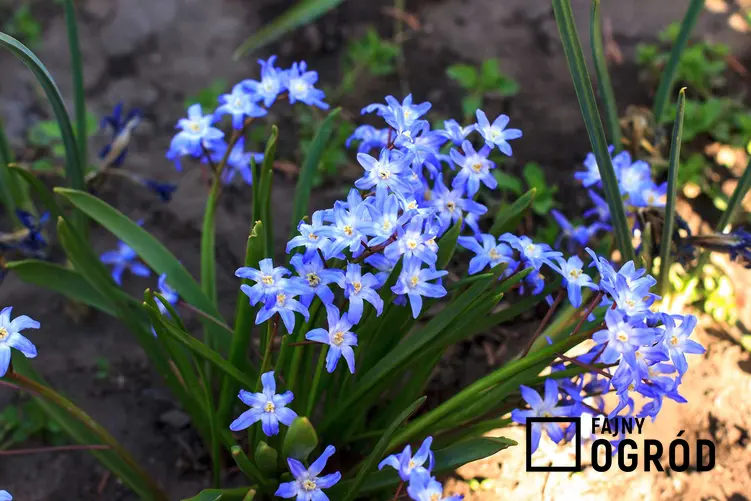 Śnieżnik o delikatnych niebieskich kwiatach, a także TOP 10 najpiękniejszych kwiatów do ogrodu