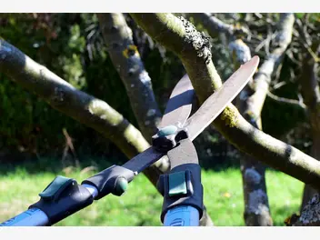 Ilustracja artykułu jakich narzędzi używać do przycinania drzew?