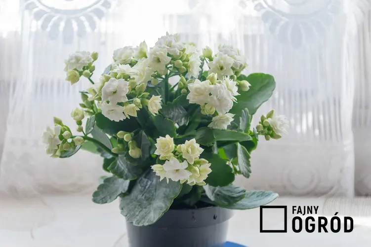 Kalanchoe o białych kwiatach w czasie kwitnienia, a także rośliny doniczkowe najbardziej warte uwagi w uprawie domowej