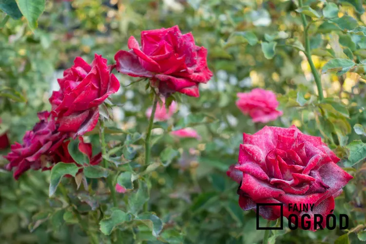 Szara pleśń na kwiatach róż, a także najczęstsze choroby róż, szkodniki i choroby grzybowe