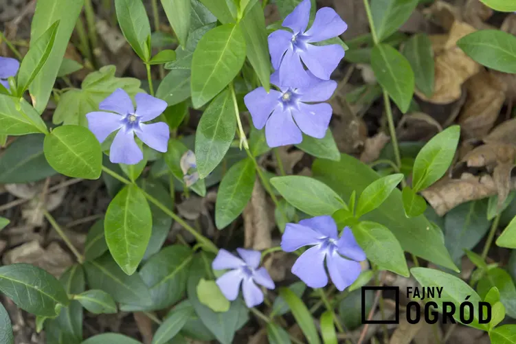Barwinek pospolity o delikatnych niebieskich kwiatach, a także TOP 8 roślin bylinowych na działkę