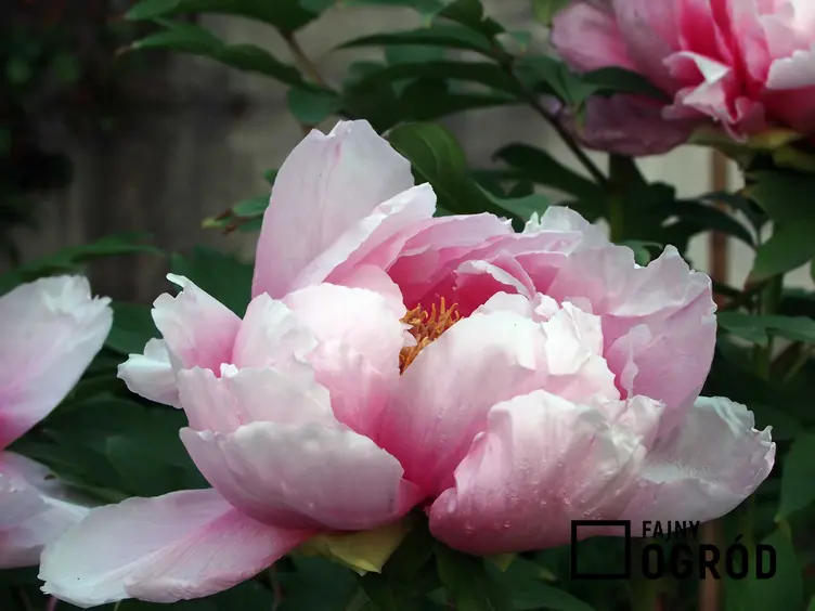 Peonie chińskie o różowych kwiatach, a także a także TOP 8 roślin wieloletnich do ogrodów