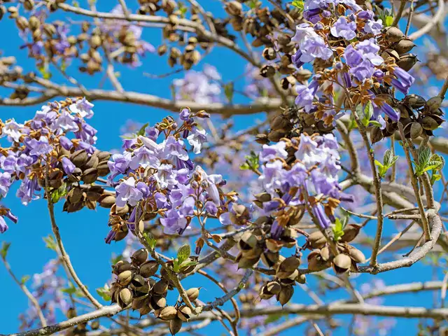 Paulownia omszona - opis i uprawa