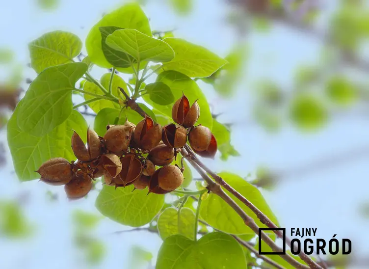 Paulownia puszysta z brązowymi owocami, a także opis gatunku, sadzenie, wymagania oraz pielęgnacja i uprawa krok po kroku