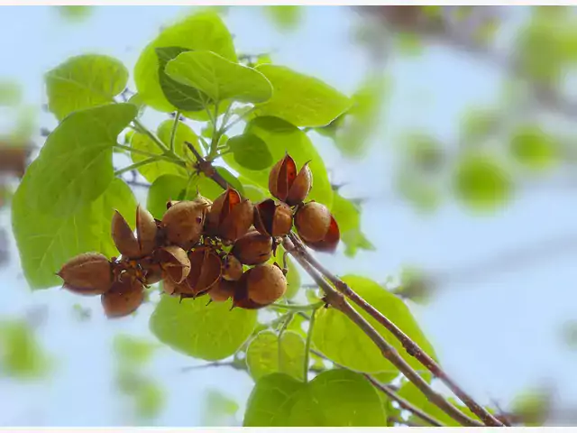 Paulownia puszysta: opis i uprawa