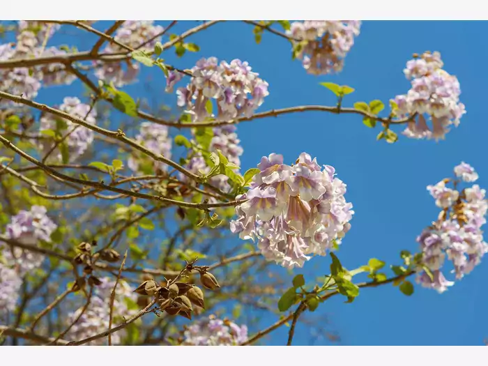 Paulownia 'Shan Tong' - uprawa i opinie