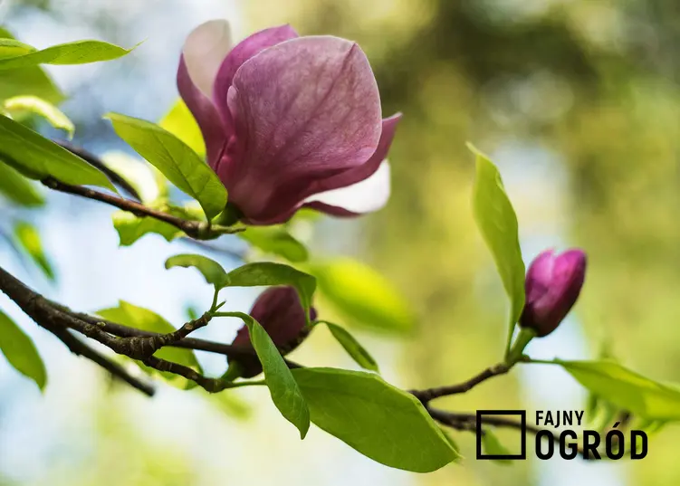 Kwiaty i pączki magnolii 'Genie' krok po kroku, a także sadzenie, uprawa, pielęgnacja, rozmnażanie oraz opis