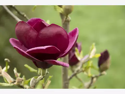 Magnolia 'Genie' - opis i uprawa