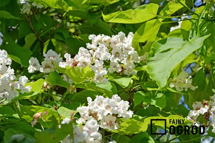 Białe kwiaty catalpa 'Nana' rosnącej w ogrodzie, a także opis odmiany, wymagania, cięcie oraz cena sadzonek