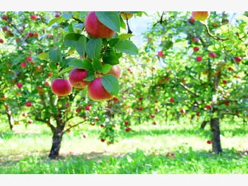Ilustracja artykułu jabłoń 'gloster' - opis, wymagania, sadzenie, cięcie, choroby