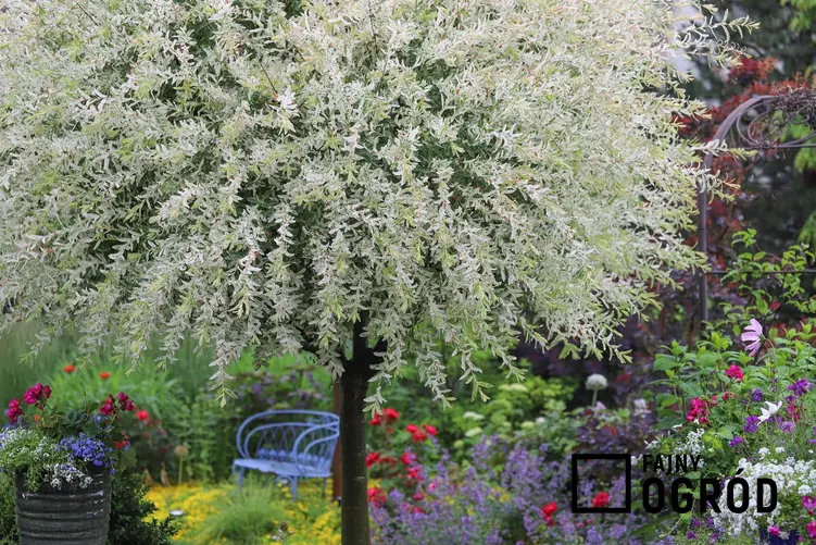 Białe liście wierzby całolistnej rosnącej na pniu w ogrodzie wiosną, a także opis, wymagania i sadzenie rośliny