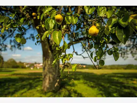 Ulęgałka: opis, uprawa, pielęgnacja