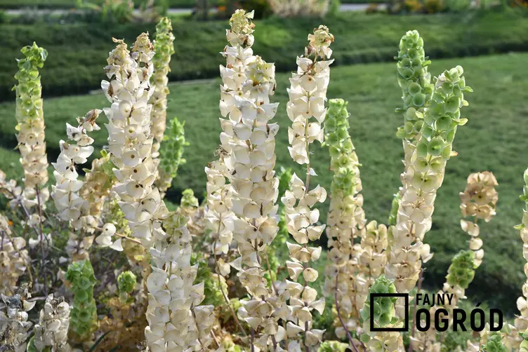 Dzwonek irlandzki o białych kwiatach w ogrodzie, a także opis rośliny, wymagania, uprawa i pielęgnacja, zastosowanie
