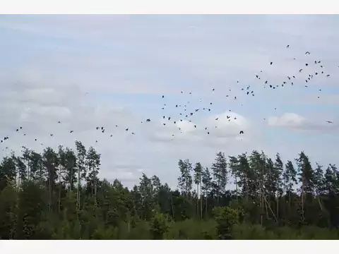 Wiosenne powroty małych i dużych ptaków