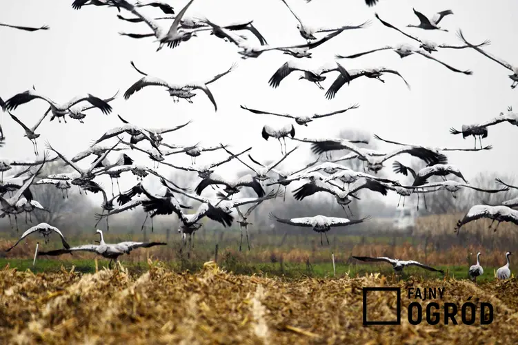 Bociany latające nad polem, a także wiosenne powroty ptaków do Polski przed zimą