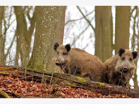 Spotkanie z wilkiem i zającem