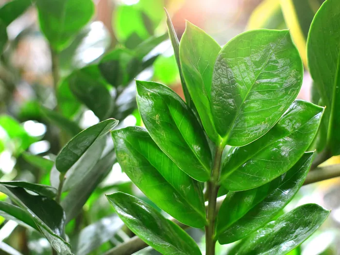 Zamia - charakterystyka i pielęgnacja