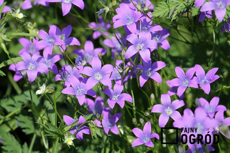 Dzwonki rozpierzchłe o fioletowych kwiatach, a także TOP 4 najpiękniejsze rośliny polne, czyli wiosenne rośliny występujące w Polsce