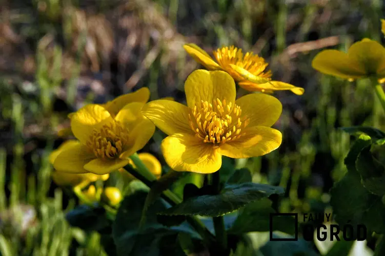 Jaskier o żółtych kwiatach w ogrodzie, a także TOP 4 rośliny polne, czyli najpiękniejsze gatunki, które rosną w ogrodzie