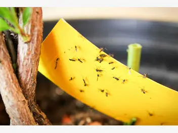 Ilustracja artykułu pułapka na muchy - wykonanie, skuteczność, porady, opinie