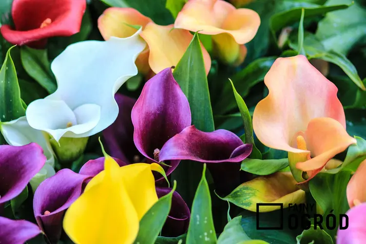 Kolorowe kwiaty calli w doniczkach, czyli cantedeskia, jej opis, a także pielęgnacja, uprawa i wymagania
