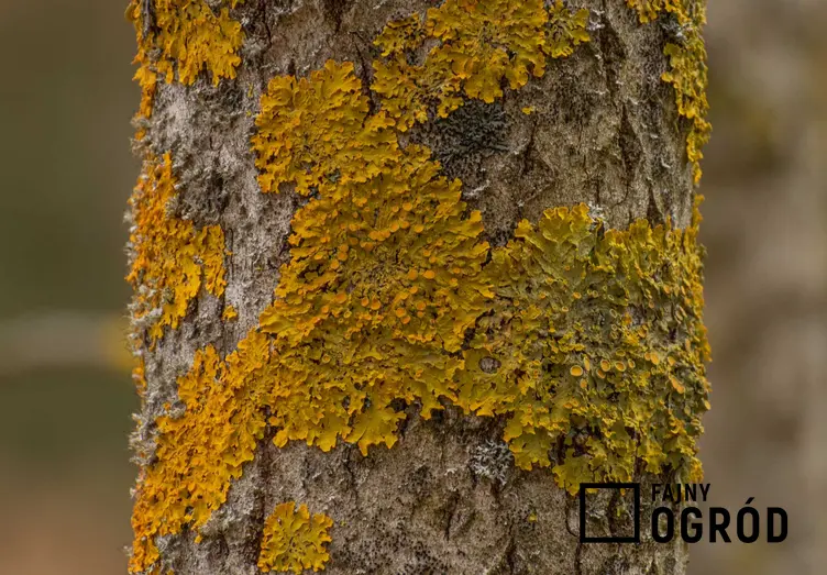 Żółty mech, porost na pniu drzewa, czyli epifity, a także ich opis, występowanie, zdjęcia i ciekawostki biologiczne