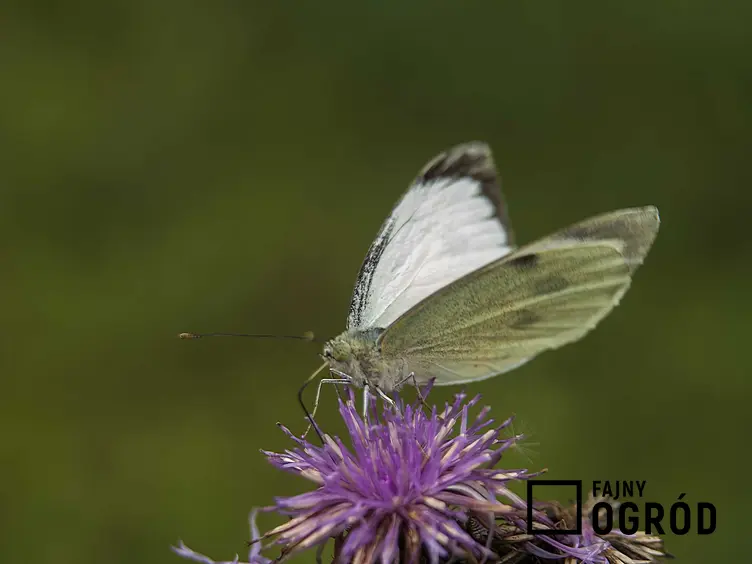 Bielinek kapustnik na kwiecie ostu, a także TOP 5 najbardziej znanych gatunków motyli krok po kroku