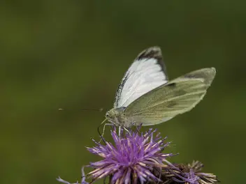 Ilustracja artykułu top 5 najbardziej znanych gatunków motyli w polsce