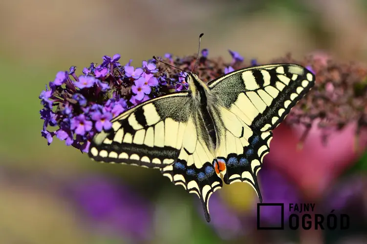 Paź królowej na macierzance, a także TOP 5 gatunków motyli, które są najbrdziej znane w Polsce