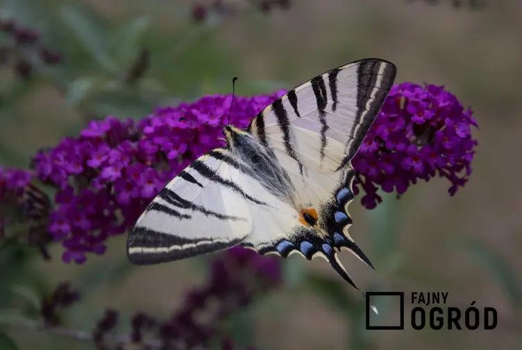 Paź żeglarz o biało-czarnych skrzydełkach na macierzance, a także TOP 5 gatunków motyli znanych w Polsce