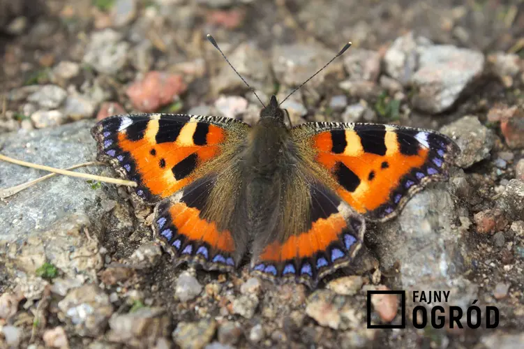 Rusałka pokrzywnik krok po kroku, czyli TOP 5 gatunki motyli, które są popularne i znane w Polsce