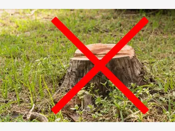 Ilustracja artykułu usuwanie korzeni drzew - jak? czym? za ile?