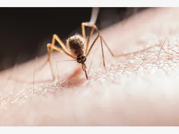 Ilustracja artykułu komary – jak się ich pozbyć?