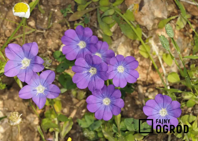 Zwrotnica o delikatnie fioletowych kwiatach, a także charakterystyka, występowanie, uprawa oraz pielęgnacja rośliny w ogrodzie