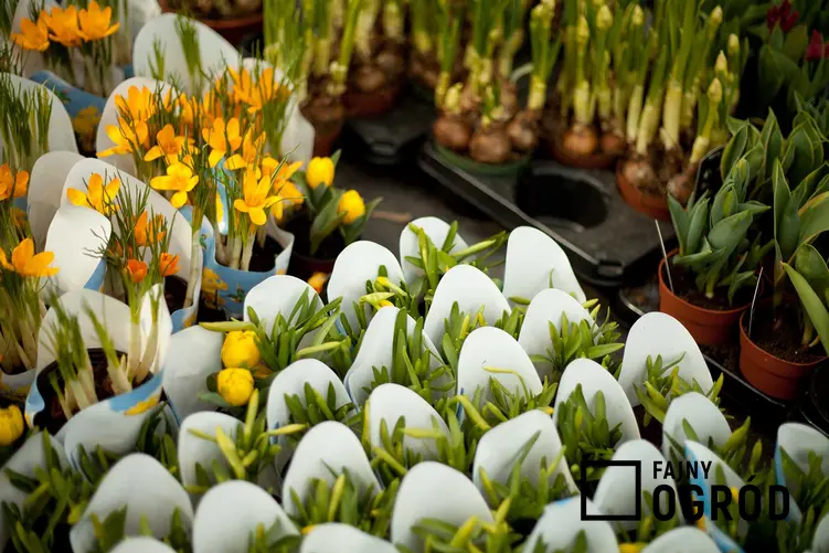 Rośliny wiosenne w markecie na paletach, a także na co zwrócić uwagę podczas kupowania roślin w markecie