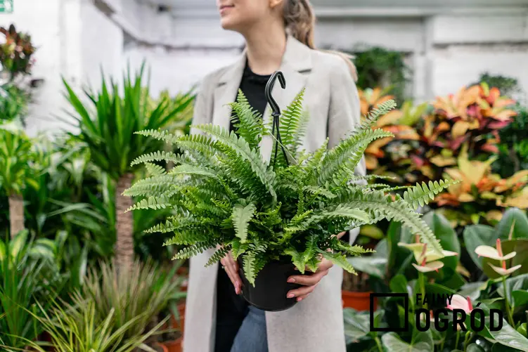 Kobieta wybierająca roślony w markecie, a także na co zwrócić uwagę kupując rośliny z marketu krok po kroku