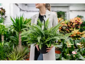 Ilustracja artykułu na co zwrócić uwagę, kupując rośliny z marketu?