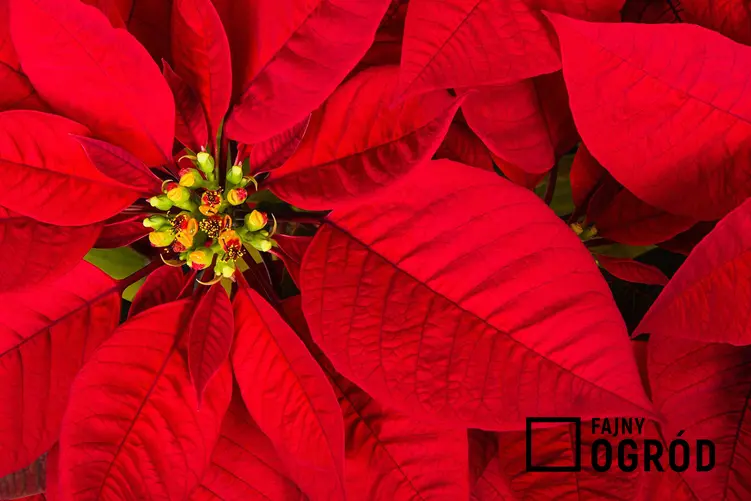 Piękne czerwone liście wielczomlecza nadobnego, czyli gwiazda betlejemska w doniczce, jej opis, charakterystyka, wymagania oraz uprawa kwiatu