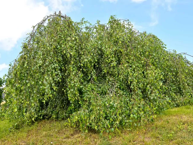 Brzoza Youngii: opis i pielęgnacja