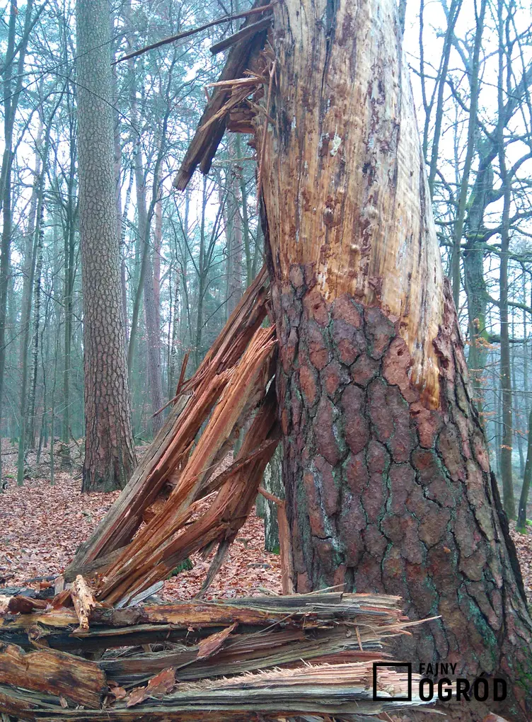 Proces obumierania drzew i próchnienia drewna krok po kroku, czyli jak chorują i obumierają drzewa