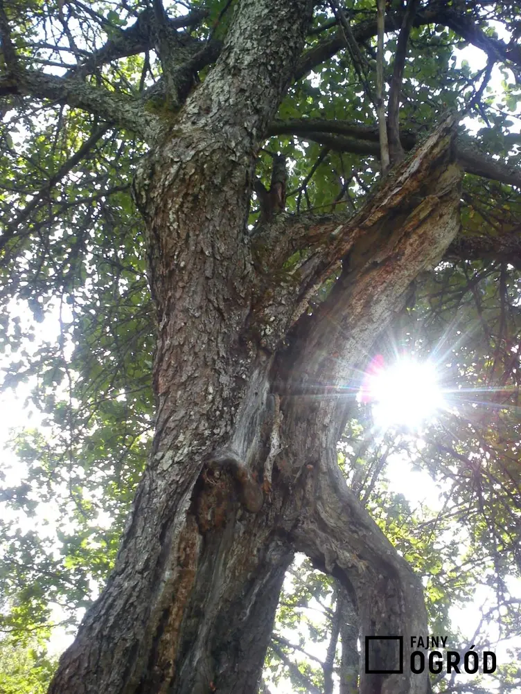 Korona drzewa, przez którą prześwieca słońce, a także informacje o tym, jak chorują i umierają drzewa